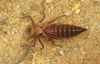 Cordulegaster maculata, nymph